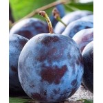 Саженец сливы "Кубанская ранняя" Саженец сливы "Кубанская ранняя"